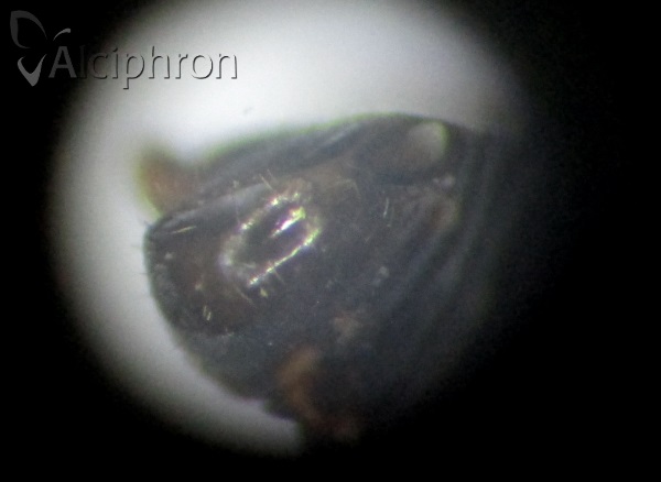 Conomelus odryssius