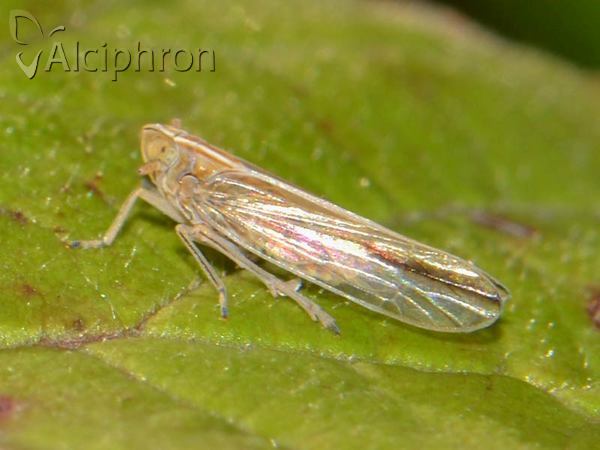 Stenocranus minutus