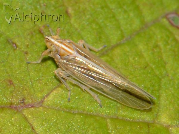 Stenocranus minutus