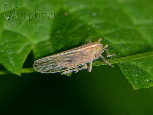 Stenocranus minutus