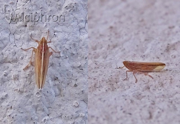Stenocranus minutus