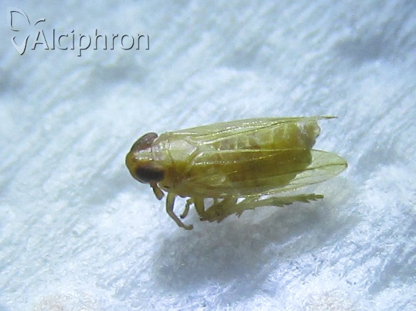 Kelisia confusa