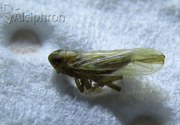 Kelisia confusa