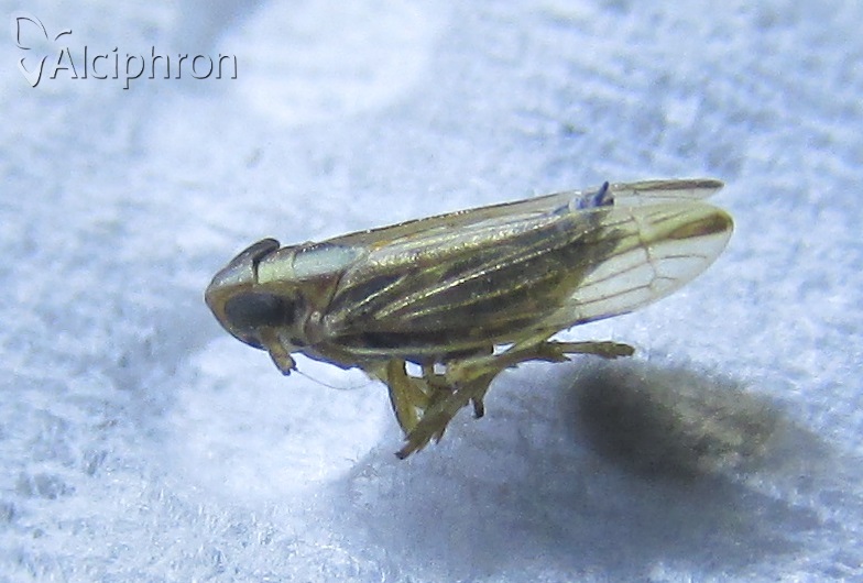 Kelisia praecox