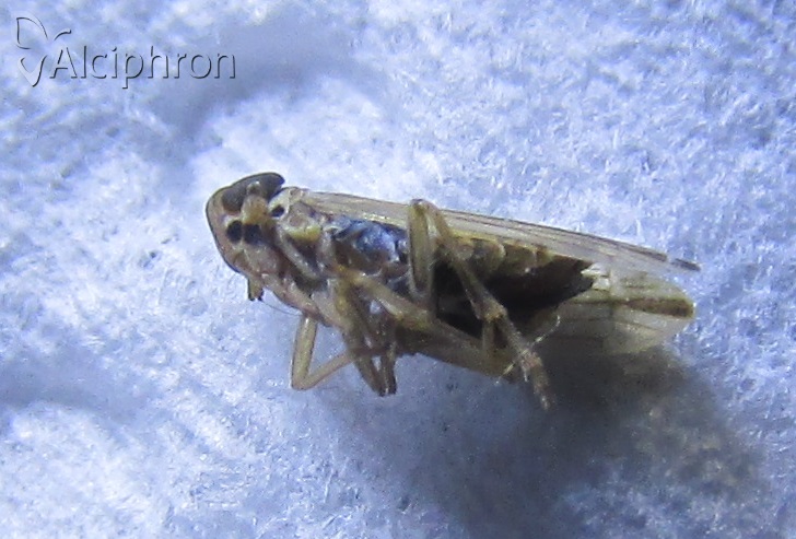 Kelisia praecox