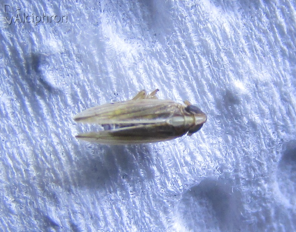 Kelisia praecox