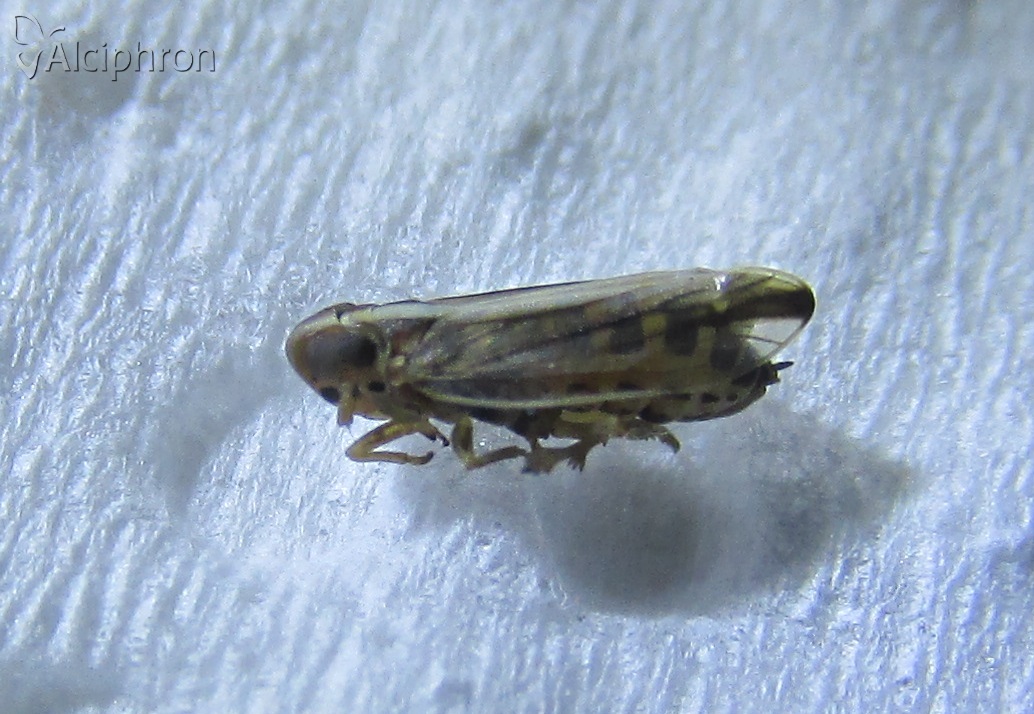 Kelisia praecox