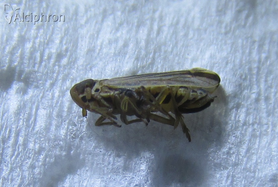 Kelisia praecox