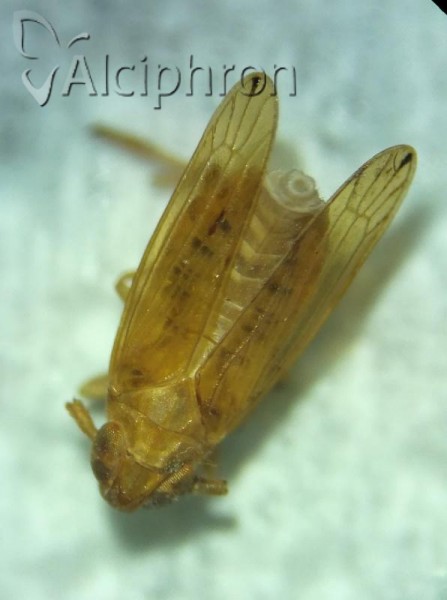 Anakelisia fasciata