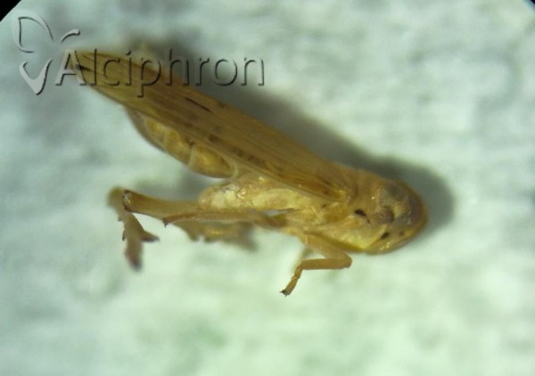 Anakelisia fasciata
