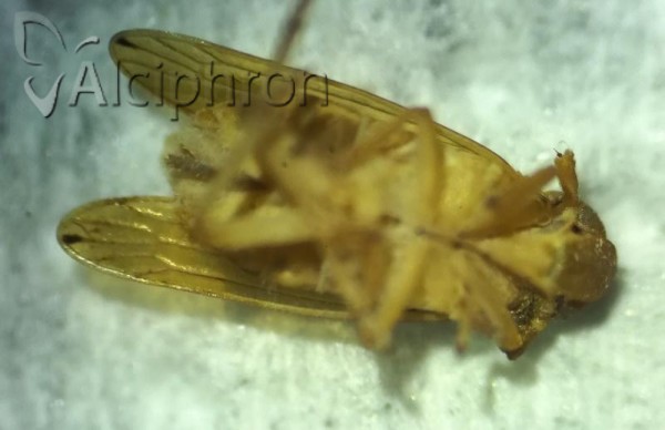 Anakelisia fasciata