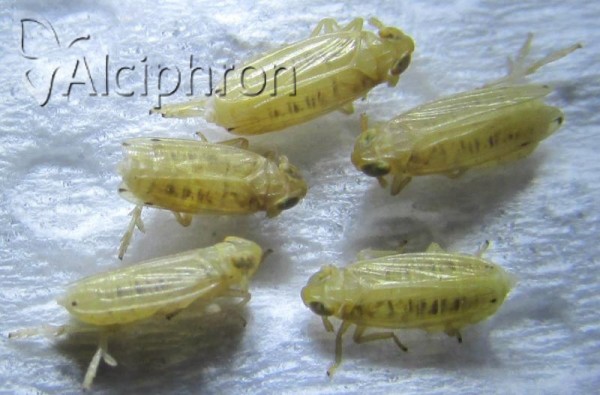 Anakelisia fasciata