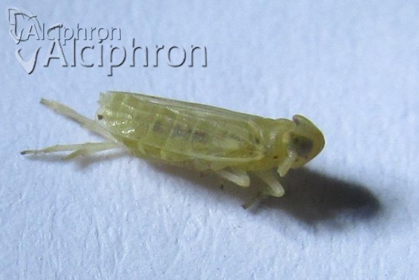 Anakelisia fasciata