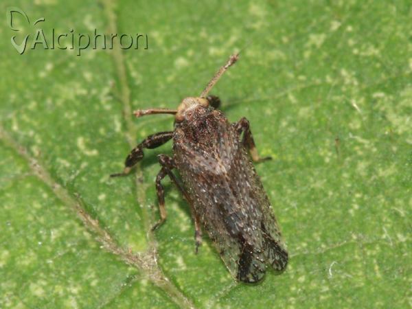 Asiraca clavicornis