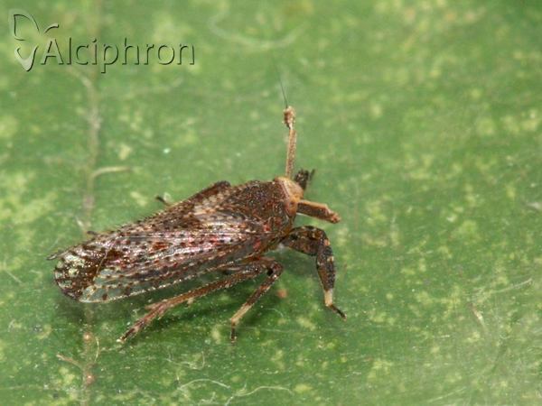 Asiraca clavicornis
