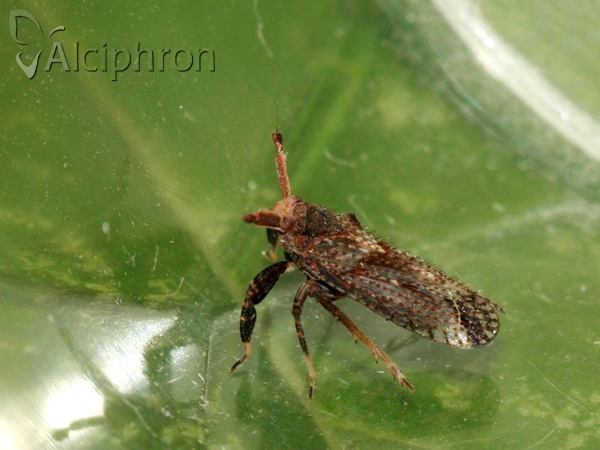 Asiraca clavicornis