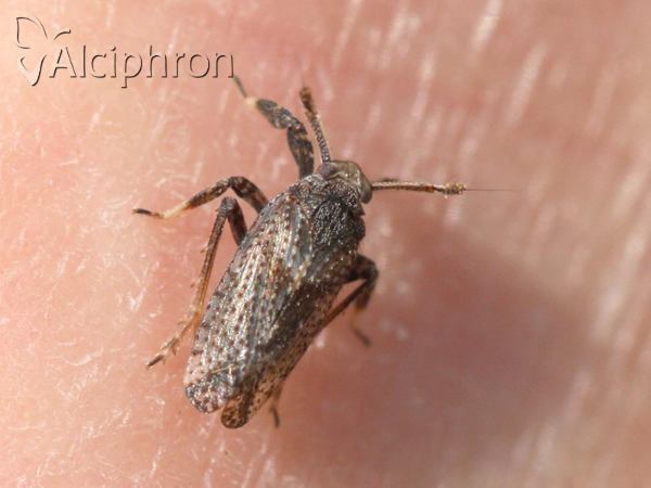 Asiraca clavicornis