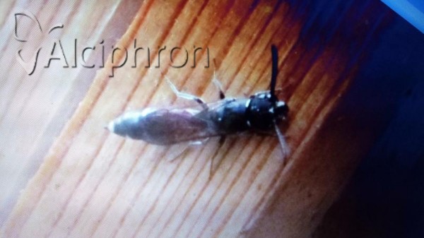 Sapyga quinquepunctata