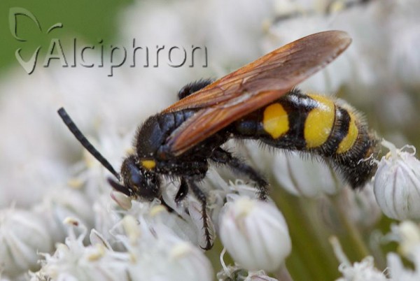 Scolia fuciformis