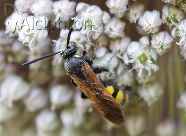 Scolia fuciformis