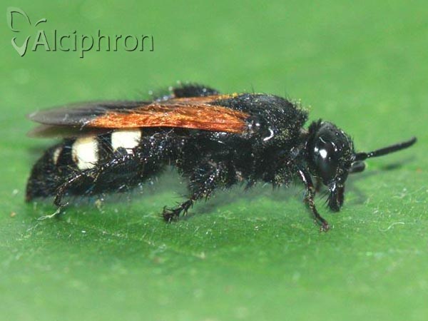 Scolia sexmaculata