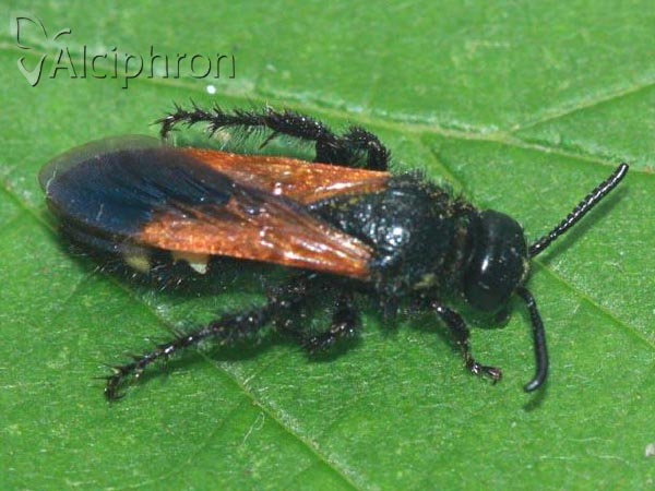 Scolia sexmaculata