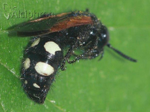 Scolia sexmaculata