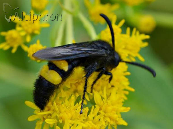 Scolia hirta