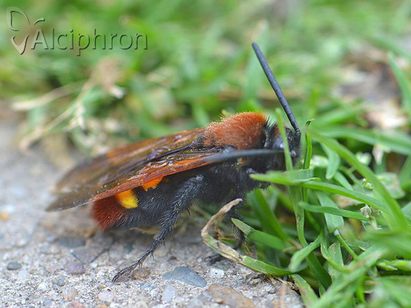 Megascolia maculata