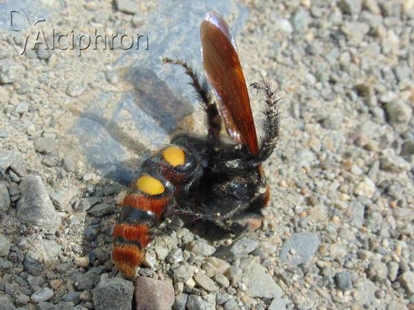 Megascolia maculata