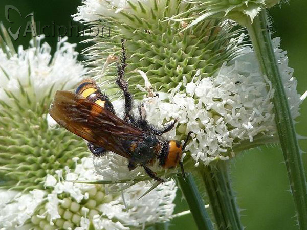 Megascolia maculata