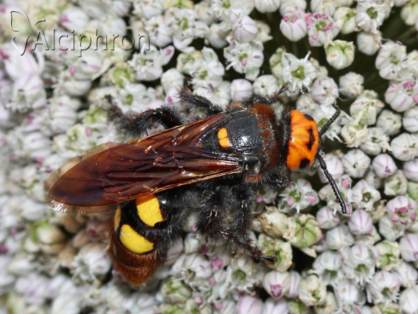 Megascolia maculata