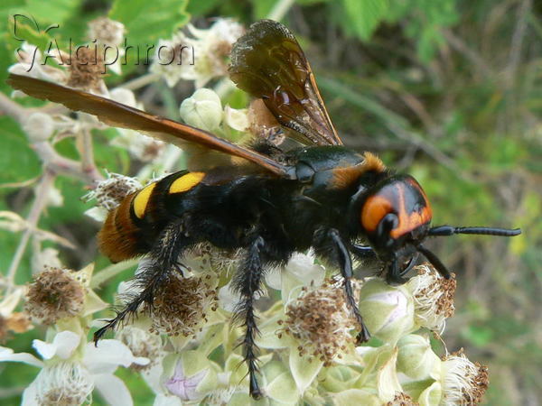 Megascolia maculata