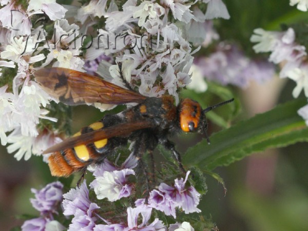 Megascolia maculata