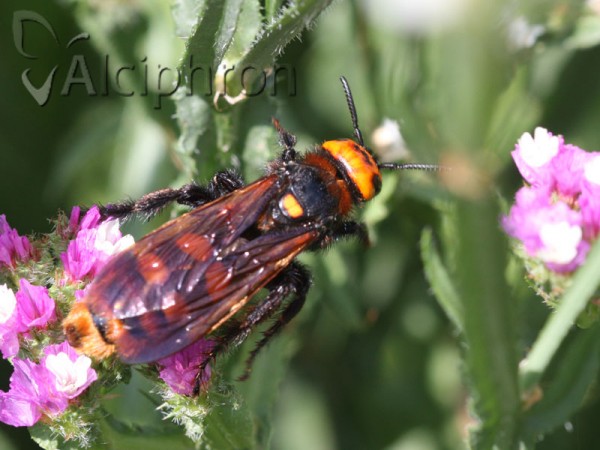 Megascolia maculata