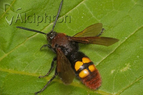 Megascolia maculata