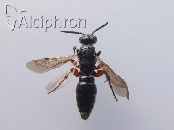 Tiphia femorata