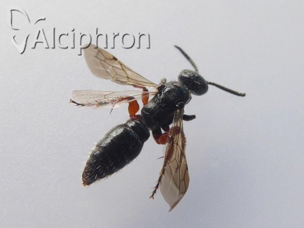 Tiphia femorata