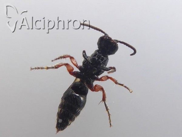 Tiphia femorata