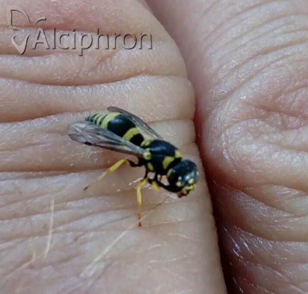 Tachyancistrocerus rhodensis