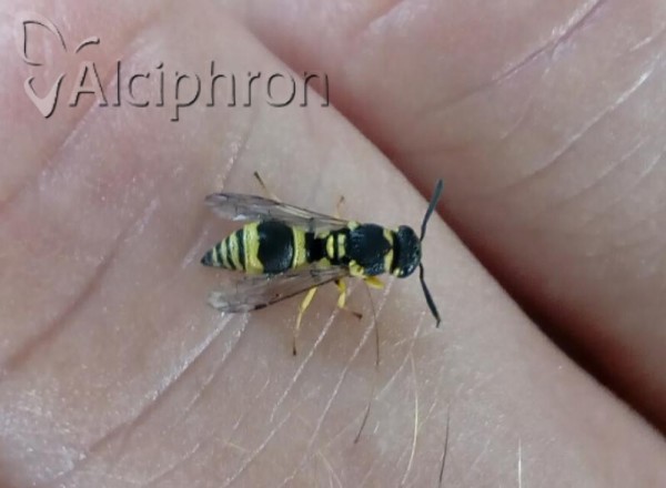 Tachyancistrocerus rhodensis