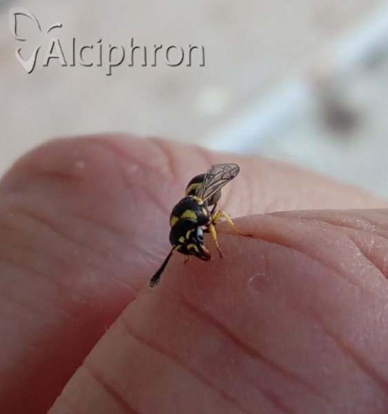 Tachyancistrocerus rhodensis