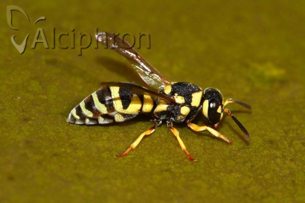 Eustenancistrocerus amadanensis
