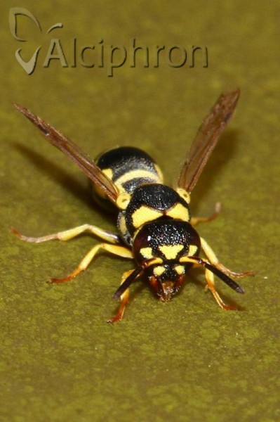 Eustenancistrocerus amadanensis