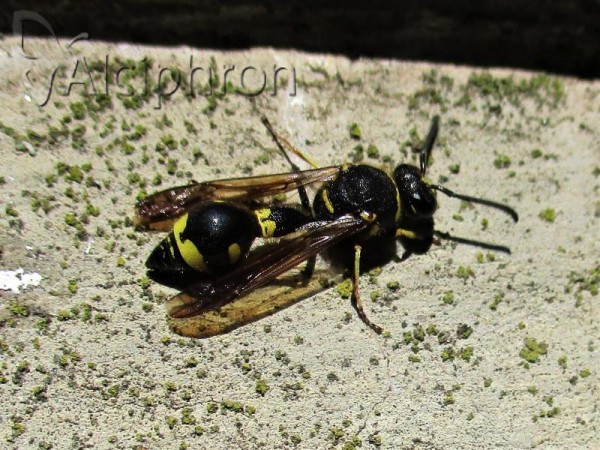 Eumenes coronatus