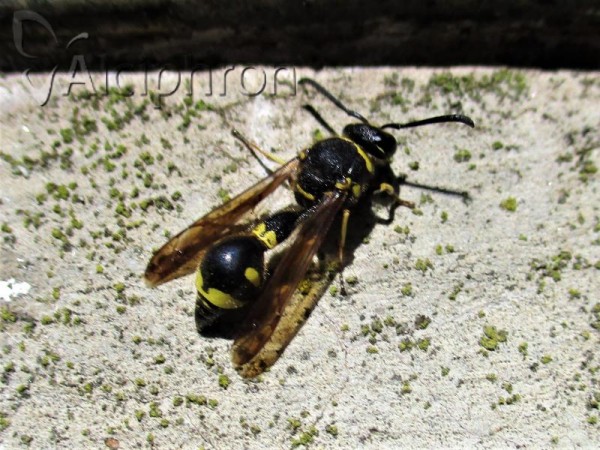 Eumenes coronatus