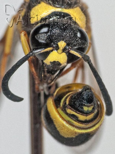 Eumenes mediterraneus