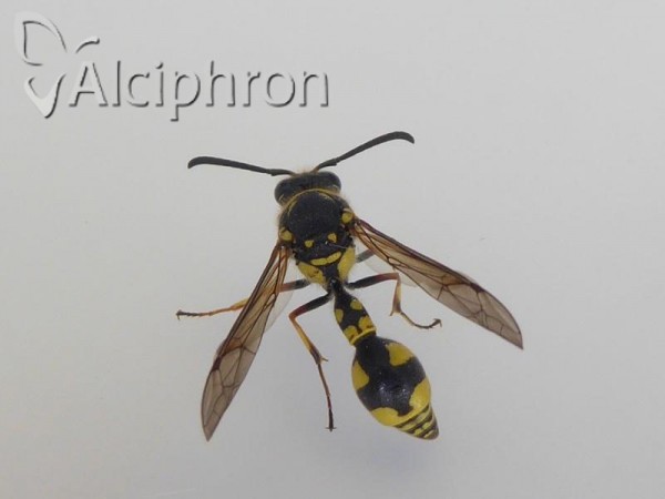 Eumenes papillarius
