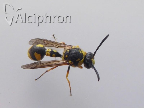 Eumenes papillarius