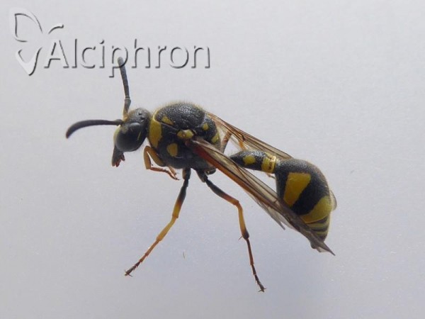 Eumenes papillarius